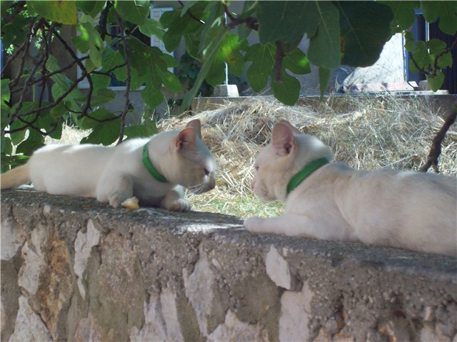 silba